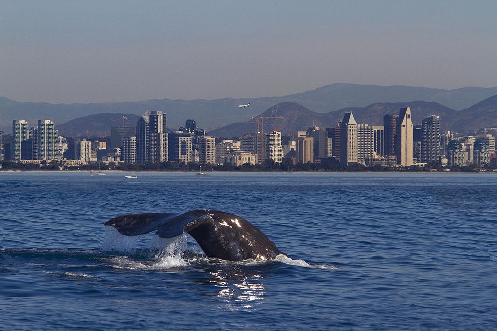 A whale off San Diego\u2019s coast