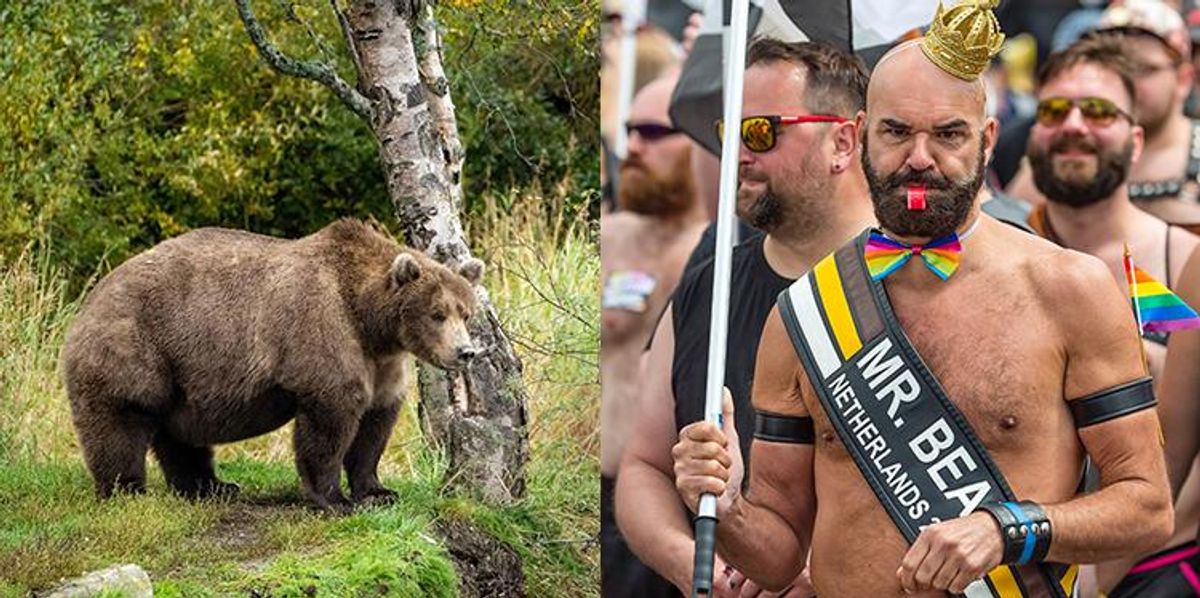 putin vs bear