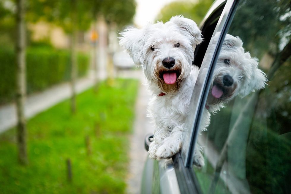 Florida\u2019s New \u2018Don\u2019t Say Dogs in Car Windows\u2019 Bill Raises Hackles