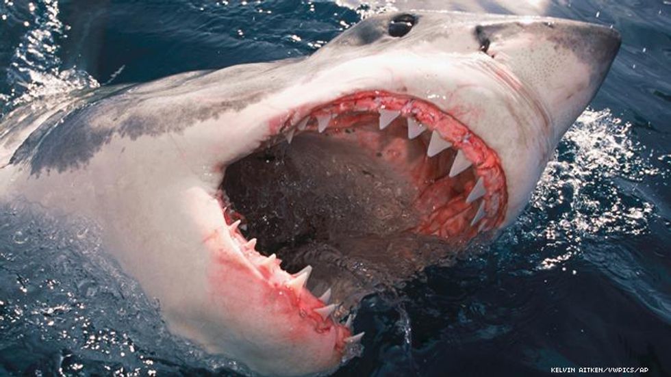 shark jumping out of water with mouth open side view