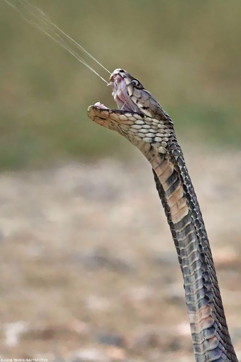 Study: Did cobras first spit venom to scare pre-humans?