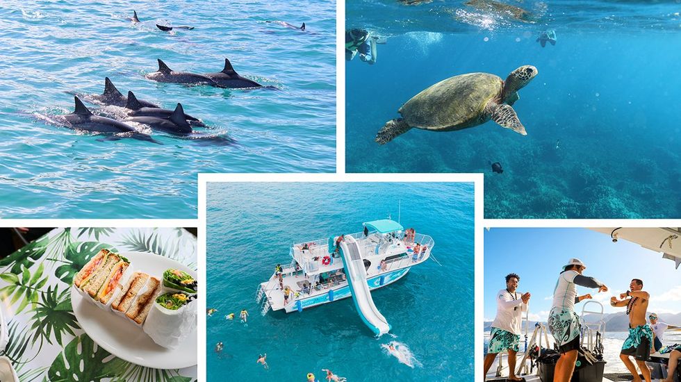 Swim with dolphins, turtles, and more with Dolphins and You. Oahu\u2019s first adults-only hotel in the heart of Honolulu is the perfect Hawaiian getaway \u2013 Experience an unforgettable fusion of island charm and city energy at the Romer House Waikiki.