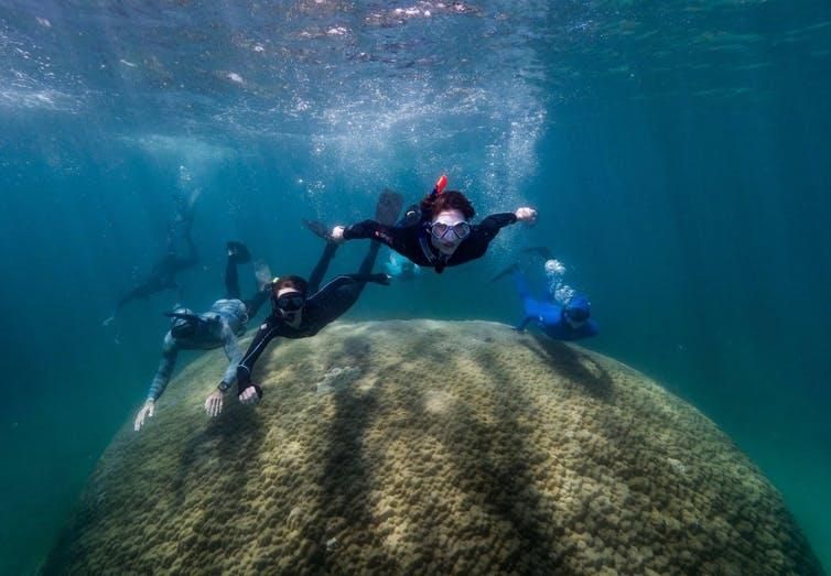 Giant Coral 