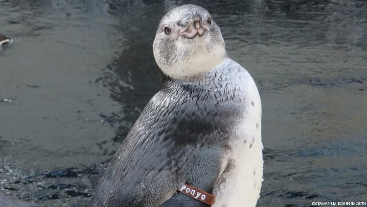 Totally Chill Gender Reveal Party For Gay Brit Penguins