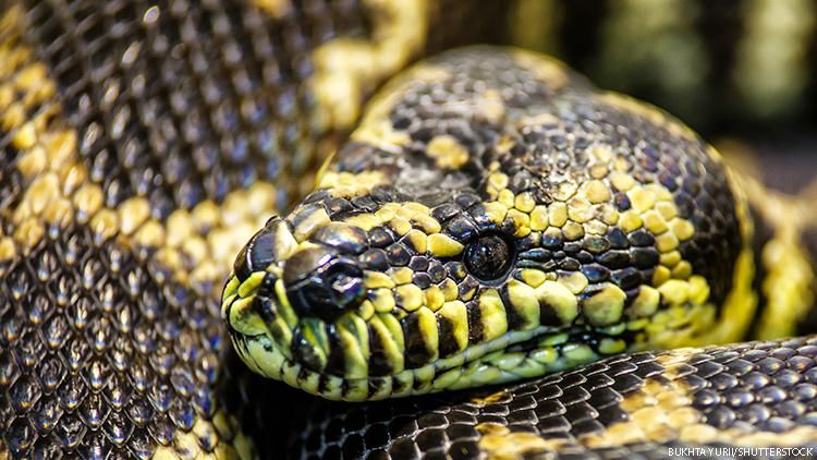 Grandmother Goes to Work, Gets Eaten by Giant Python